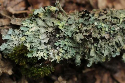 Lichen - Hypogymnia physodes Stock Photos