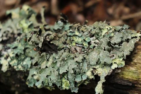 Lichen - Hypogymnia physodes Stock Photos