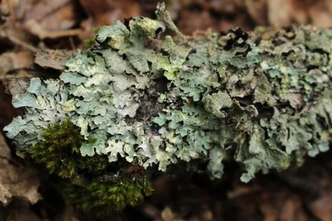 Lichen - Hypogymnia physodes Stock Photos