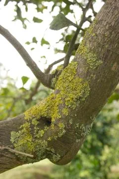 Lichen on a lemon tree surface Stock Photos
