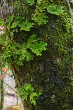 Lichen lung on moss on a tree Stock Photos