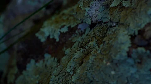 Lichen Macro Dolly L-R Stock Footage 38475257