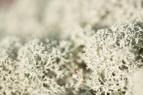 Lichen macro nature view Stock Photos