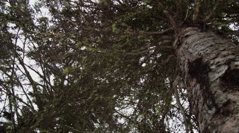 Lichen in a Mature Spruce Tree Stock Footage 59724095