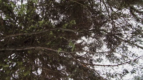 Lichen in a Mature Spruce Tree Stock Footage 59737814