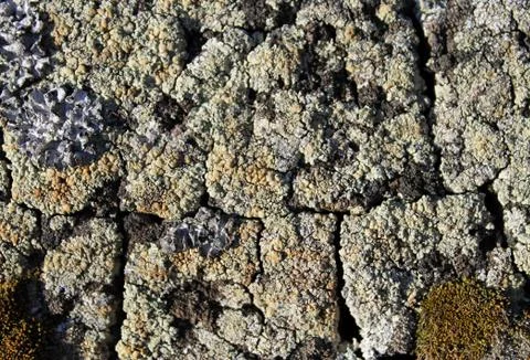 Lichen moss growing on the bark of a tree. Texture of tree bark with dry moss Stock Photos