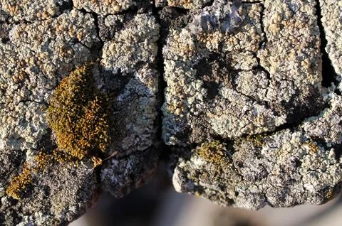 Lichen moss growing on the bark of a tree. Texture of tree bark with dry moss Stock Photos