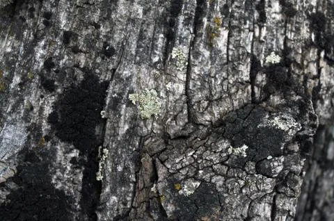 Lichen moss growing on the bark of a tree. Texture of tree bark with dry moss Stock Photos