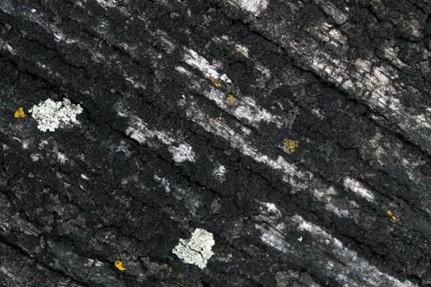 Lichen moss growing on the bark of a tree. Texture of tree bark with dry moss Stock Photos