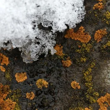Lichen moss growing on the bark of a tree. Texture of tree bark with dry moss Stock Photos