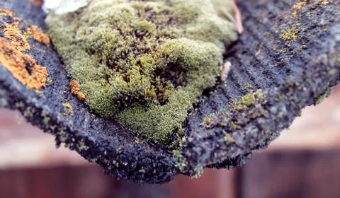 Lichen moss growing on the bark of a tree. Texture of tree bark with dry moss Stock Photos