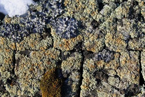 Lichen moss growing on the bark of a tree. Texture of tree bark with dry moss Stock Photos