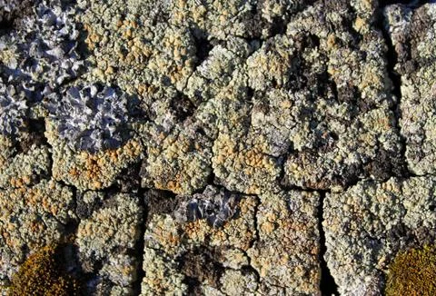 Lichen moss growing on the bark of a tree. Texture of tree bark with dry moss Stock Photos