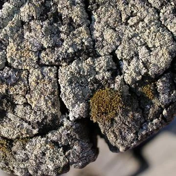 Lichen moss growing on the bark of a tree. Texture of tree bark with dry moss Stock Photos