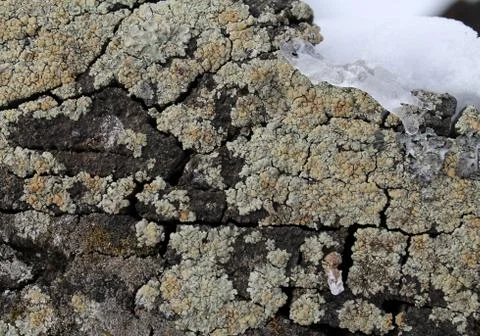 Lichen moss growing on the bark of a tree. Texture of tree bark with dry moss Stock Photos