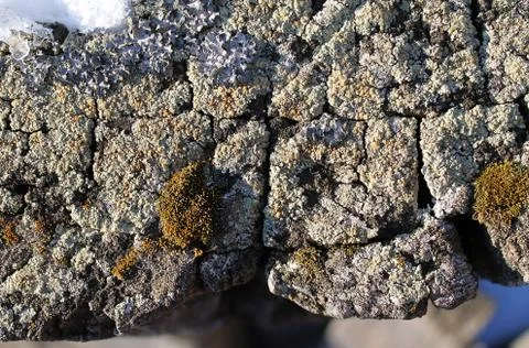 Lichen moss growing on the bark of a tree. Texture of tree bark with dry moss Stock Photos