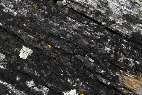 Lichen moss growing on the bark of a tree. Texture of tree bark with dry moss Stock Photos