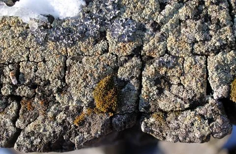 Lichen moss growing on the bark of a tree. Texture of tree bark with dry moss. Stock Photos