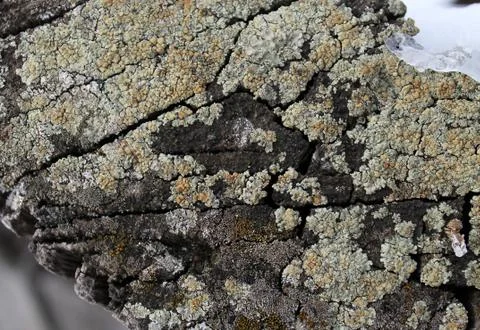 Lichen moss growing on the bark of a tree. Texture of tree bark with dry moss. Stock Photos