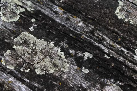 Lichen moss growing on the bark of a tree. Texture of tree bark with dry moss. Stock Photos