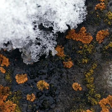 Lichen moss growing on the bark of a tree. Texture of tree bark with dry moss. Stock Photos