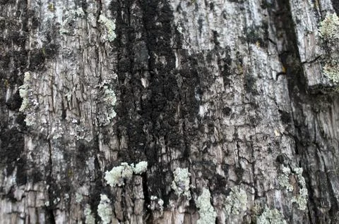 Lichen moss growing on the bark of a tree. Texture of tree bark with dry moss Stock Photos