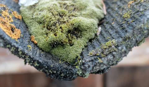 Lichen moss growing on the bark of a tree. Texture of tree bark with dry moss. Stock Photos