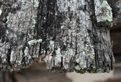 Lichen moss growing on the bark of a tree. Texture of tree bark with dry moss Stock Photos