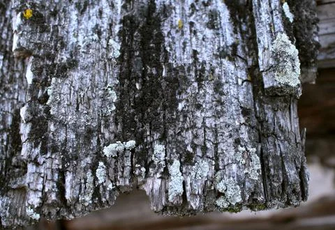 Lichen moss growing on the bark of a tree. Texture of tree bark with dry moss. Stock Photos