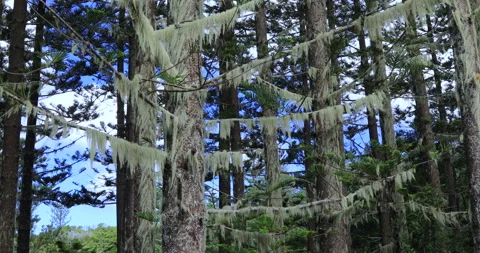 Lichen moss hanging from Norfolk Pine, Norfolk Island Stock Footage 147958912