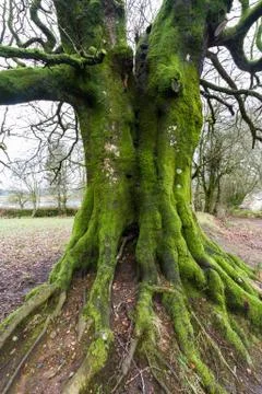 Lichen moss on old tree Stock Photos