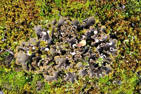 Lichen in the moss 스톡 사진