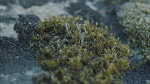 Lichen  Moss on a Rock - Day Stock Footage 234845583