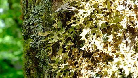 Lichen moss on tree trunk_Slow Motion Tilt down Stock Footage 243531820