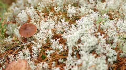 Lichen &amp; mushrooms Stock Footage 49595258