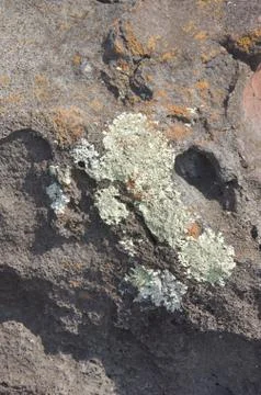 Lichen on old lava flow, Stock-Fotos