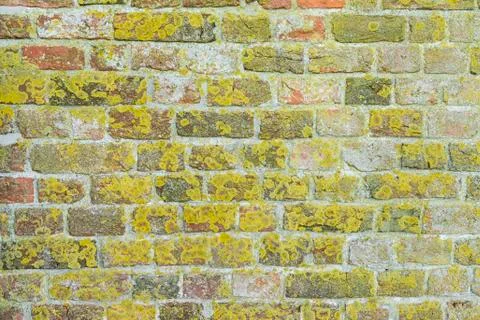 Lichen on old wall Stock Photos