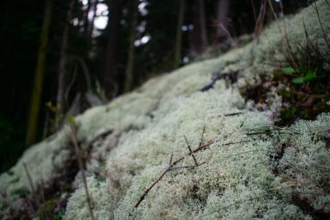 Lichen patch in the forest Stock Photos
