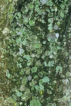 Lichen Pattern Forming Organic Stone Texture. Stock Photos