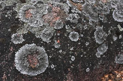 Lichen pattern on granite rock Foto stock