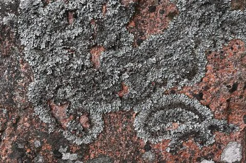 Lichen pattern on granite rock Foto stock