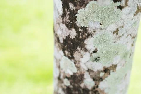 Lichen pattern on tree Stock Photos