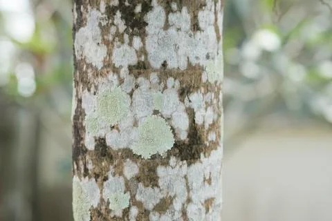 Lichen pattern on tree Stock Photos