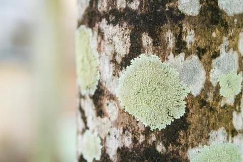 Lichen pattern on tree 库存照片