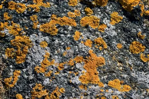 Lichen Stock Photos