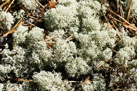 Lichen Stock Photos