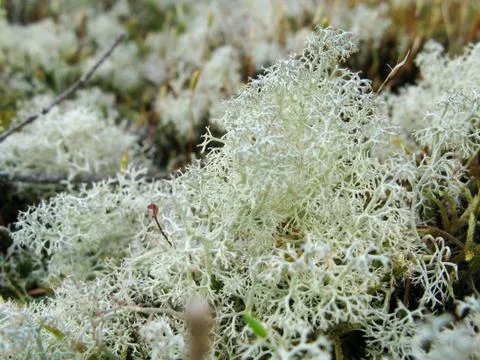 Lichen Stock Photos