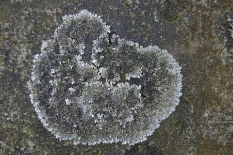 Lichen Stock-Fotos