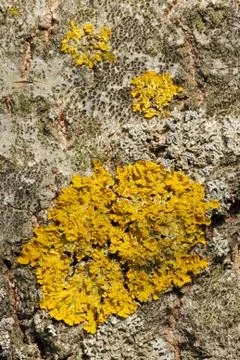 Lichen Stock Photos