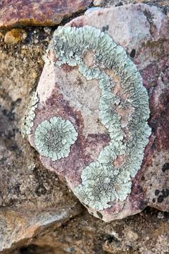 Lichen Stock Photos